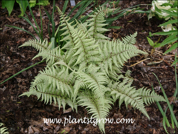 This Athyrium has a ghostly cast to the foliage color.